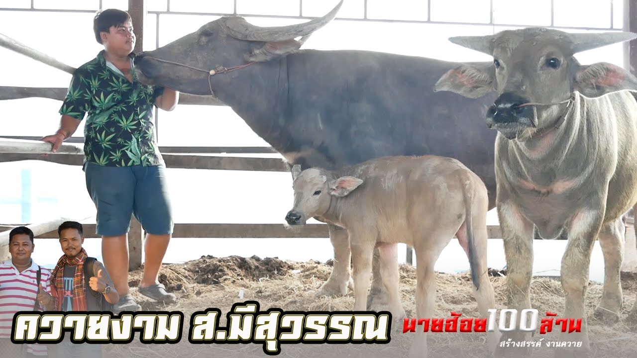 สุดยอดแม่พันธุ์ควายงาม 160 ++ ที่ฟาร์มเสี่ยเบิร์ด ส.มีสุวรรณ
