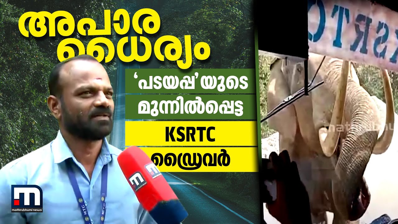 അപാര ധൈര്യം; 'പടയപ്പ'യുടെ മുന്നിൽപ്പെട്ട KSRTC ഡ്രൈവർ | Elephant | Wild Animal | Munnar | Padayappa