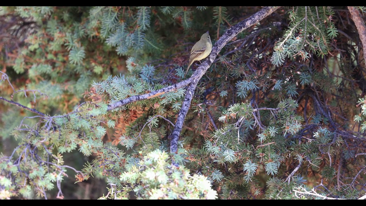Cordilleran Flycatcher 1