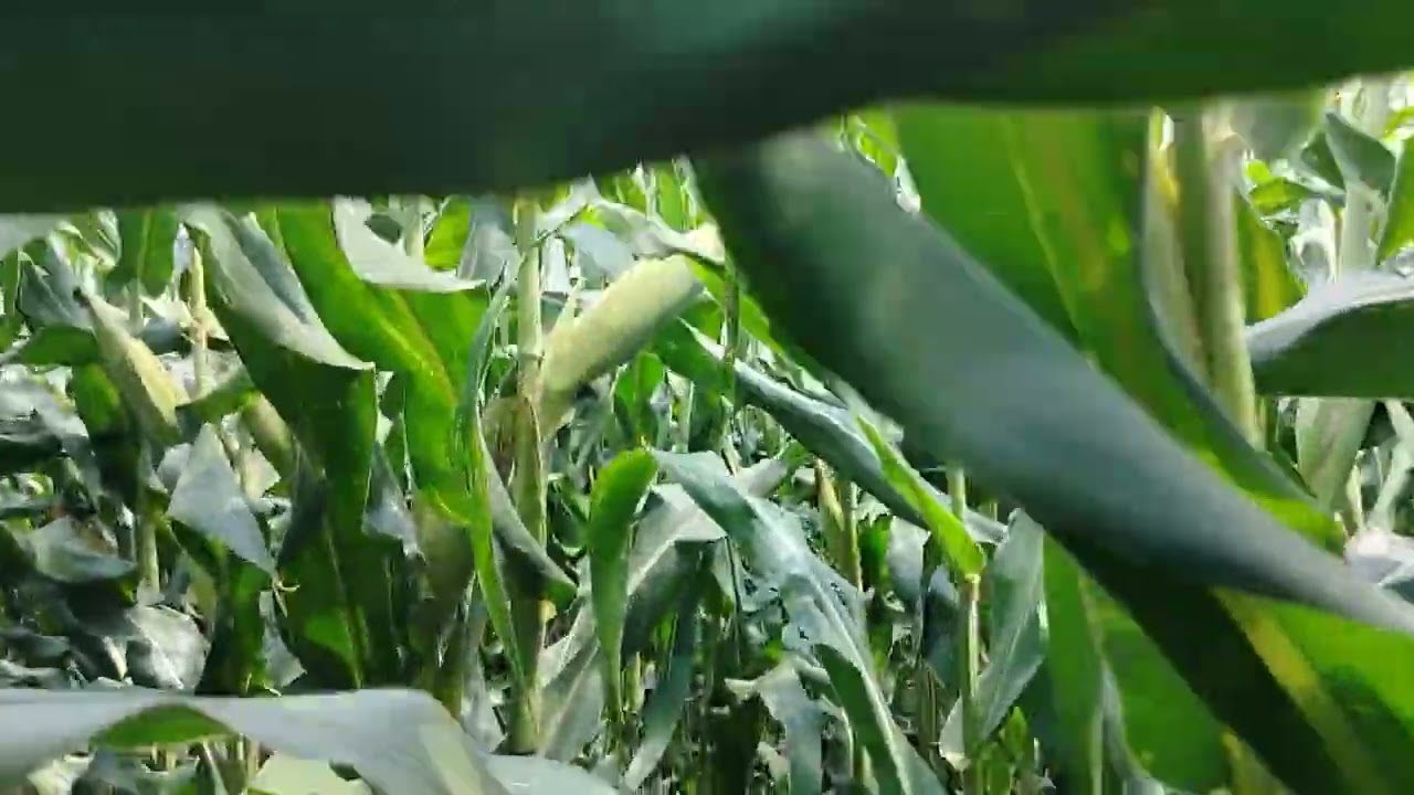 Juimos aver la milpa y q creen ya hay elotes para la tamaleada 