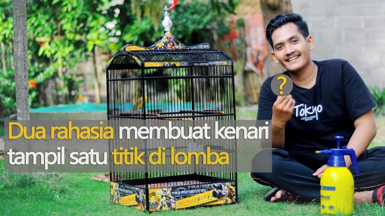Tips Mudah Membuat Kenari Main Nagen Satu Titik