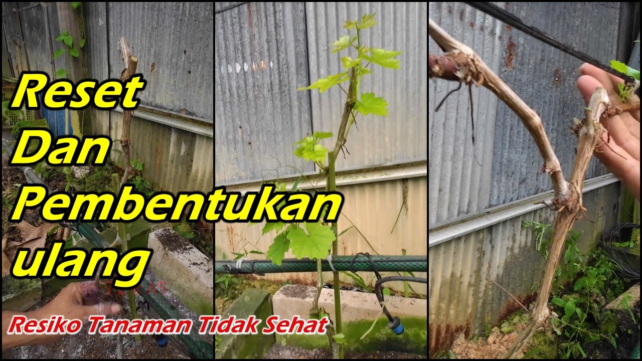 Tidak maksimal? Coba Reset & Bentuk Cabang Tersier Tanaman Anggur