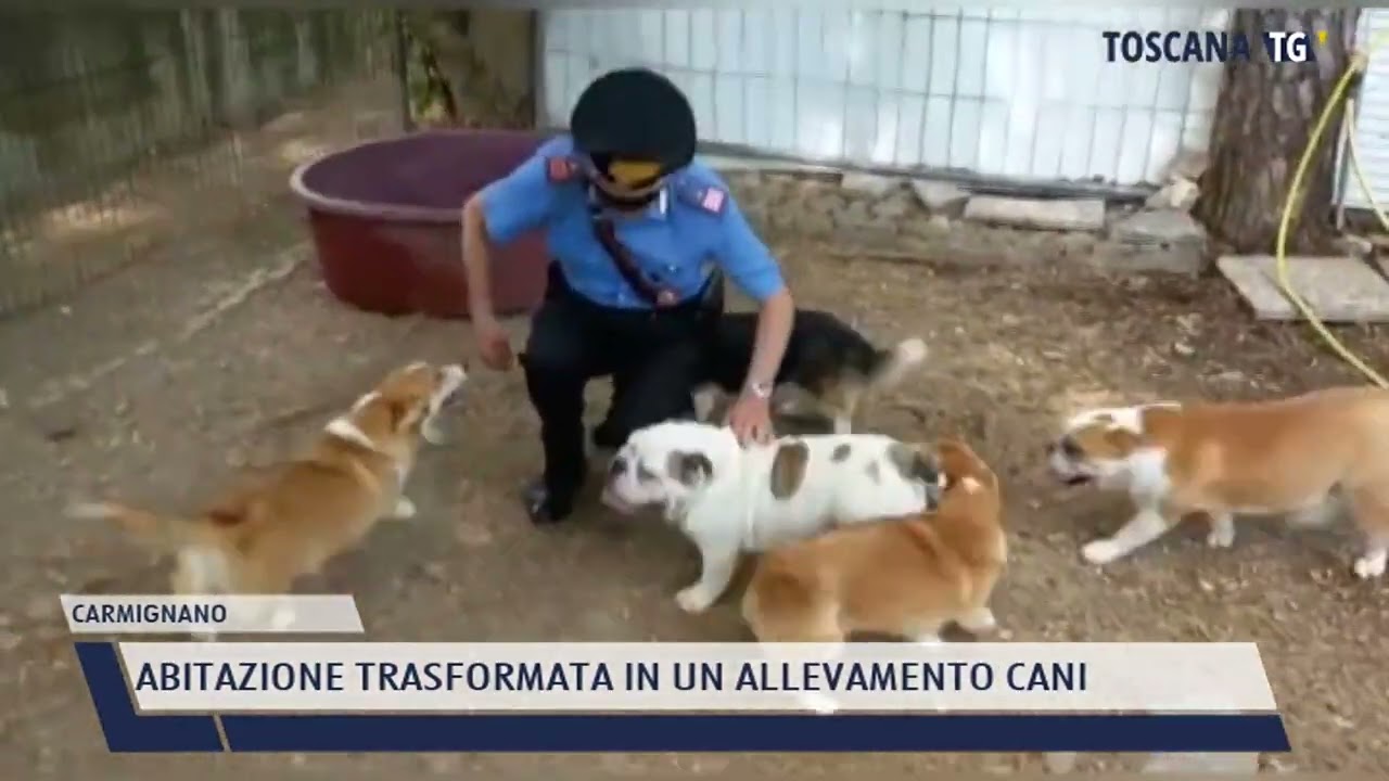 2022-06-20 CARMIGNANO - ABITAZIONE TRASFORMATA IN UN ALLEVAMENTO CANI