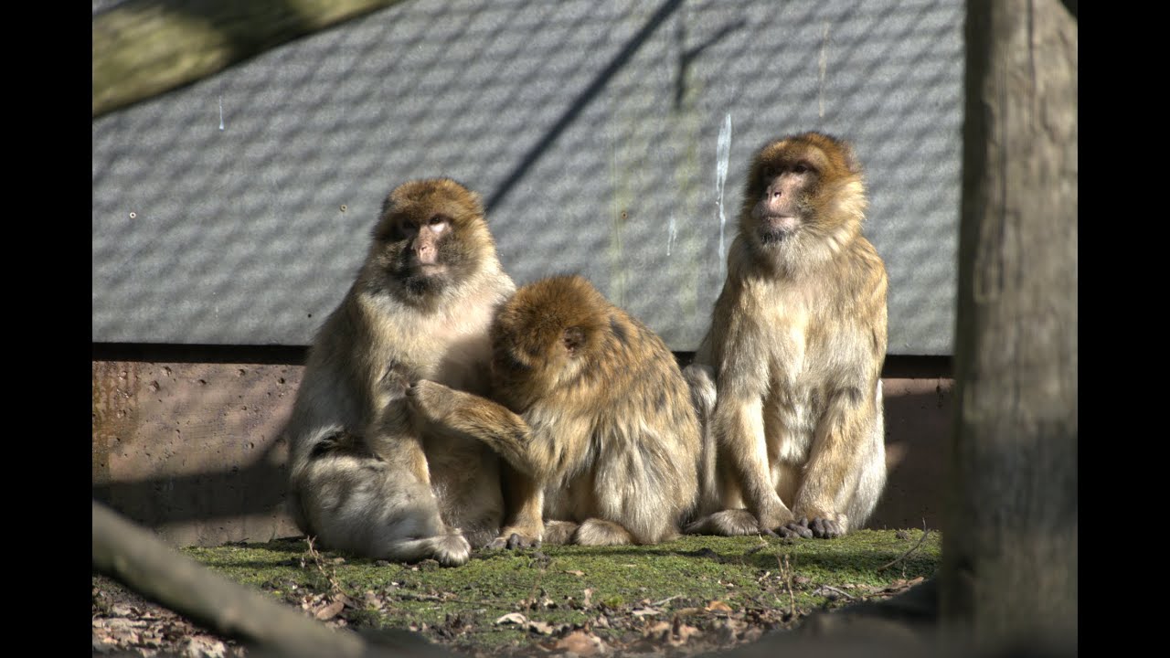 4K – Euregiozoo Aachen, Ein Rundgang, Brillenpinguine, Otter, Luchse, Störche, Zebras und viele mehr