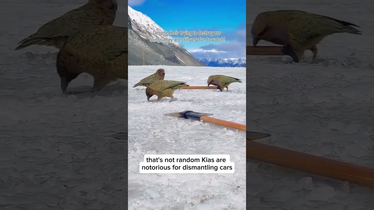CAUGHT ON CAMERA: The World's Only Alpine Parrot &ndash; The Smartest, Rarest, & Most Mischievous Bird