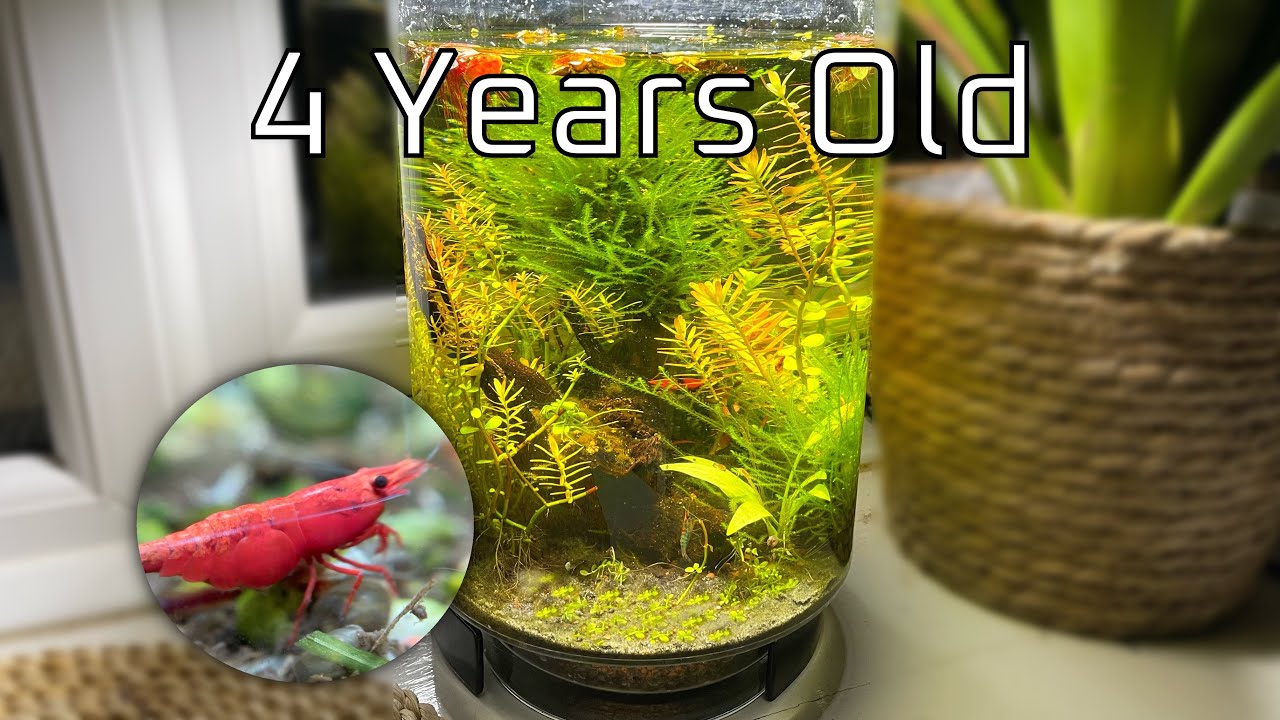 Мой 4-летний рай для креветок, и он близок к краху 🌱🦐