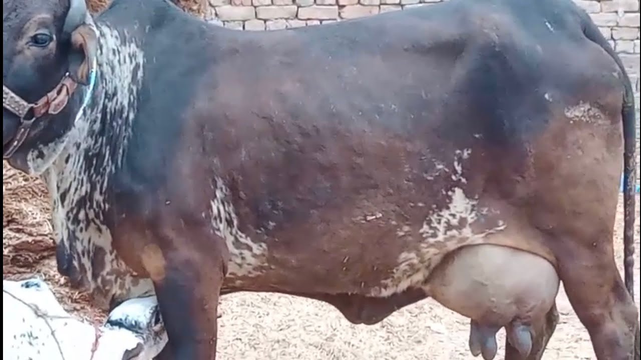 Fresh deliverd Heavy wieght suler Cows for sale and mandi update luden madrsa multan krachi