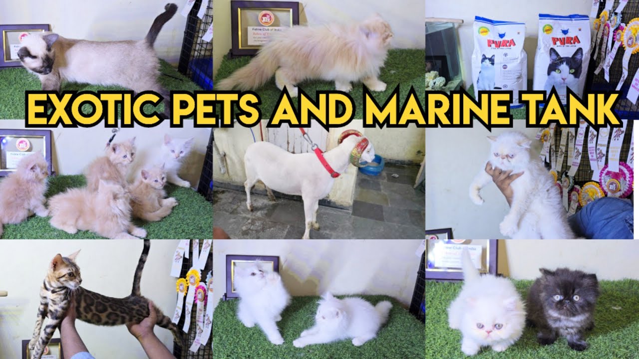 Royal pet's shop in Hyderabad | Marine Tank | Exotic Cats & kittens available in Hyderabad | Rampuri