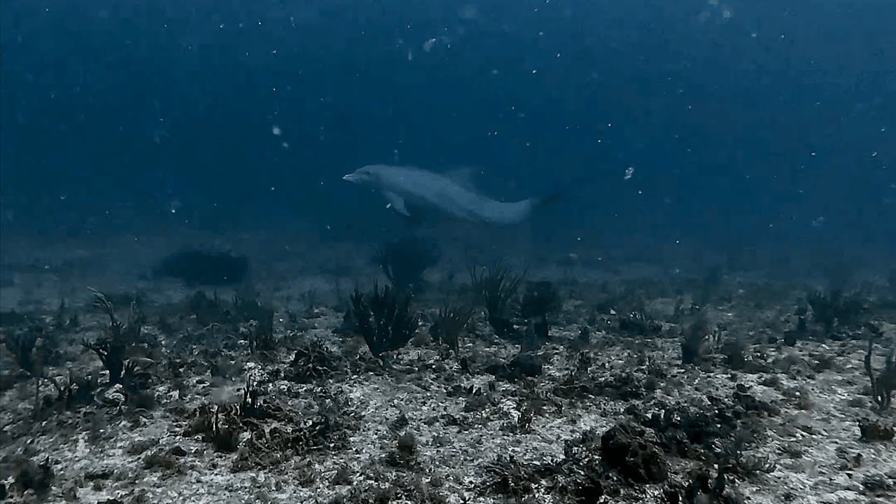 This Dolphin Encounter Made Our Saint Martin Dive Unforgettable