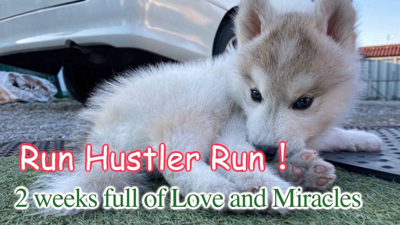 Run Hustler Run！　2 weeks full of Love and Miracles