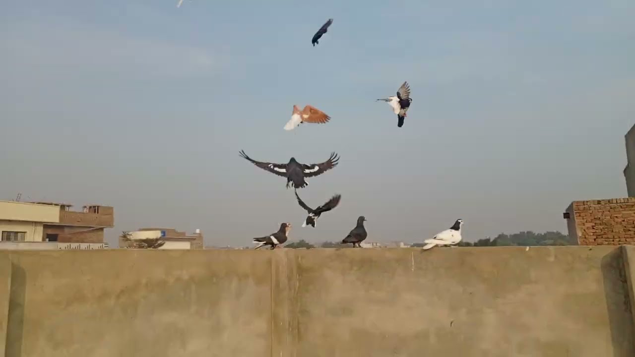 Ghar kay pathon ki Kasai ho rhi ha. 