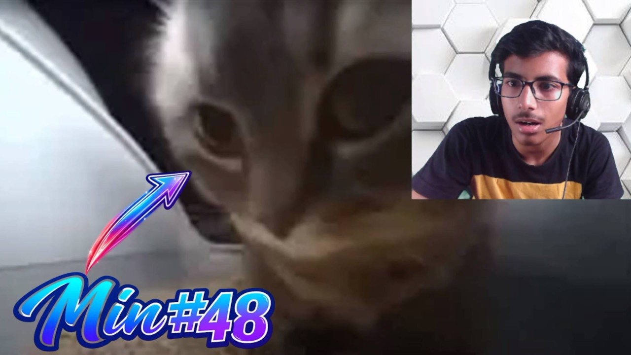 Watching Chipi Chapa For 1 Hour
