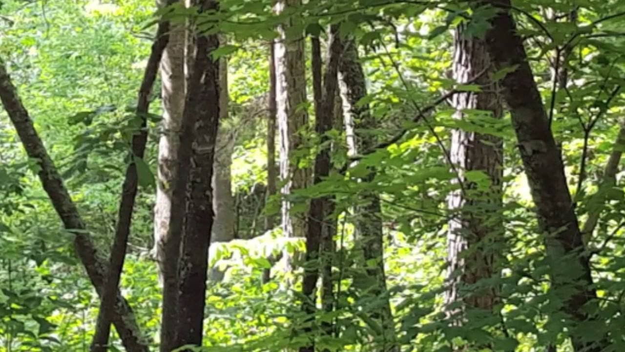 A Picture of a Alabama Bigfoot in a Picture
