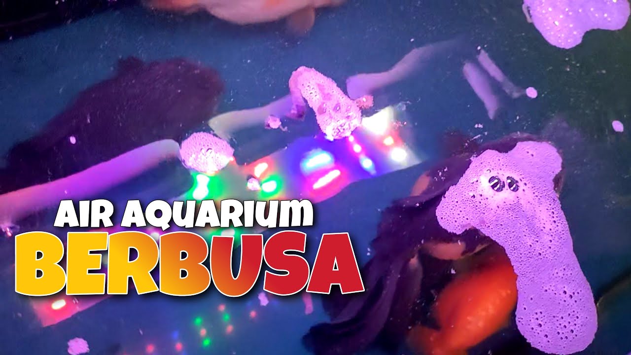 AIR AQUARIUM BERBUSA - APAKAH BOLEH KASIH MAKAN IKAN SAAT AIR BERBUSA ❓❓❓
