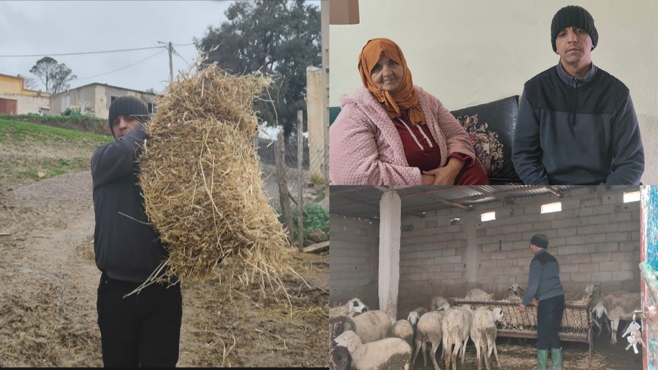 عاونت باش قديت 🥰 عليه  تبارك الله عام زين🌧️إن شاء الله الحمد لله على هاد الخير لي عطينا ربي🤲
