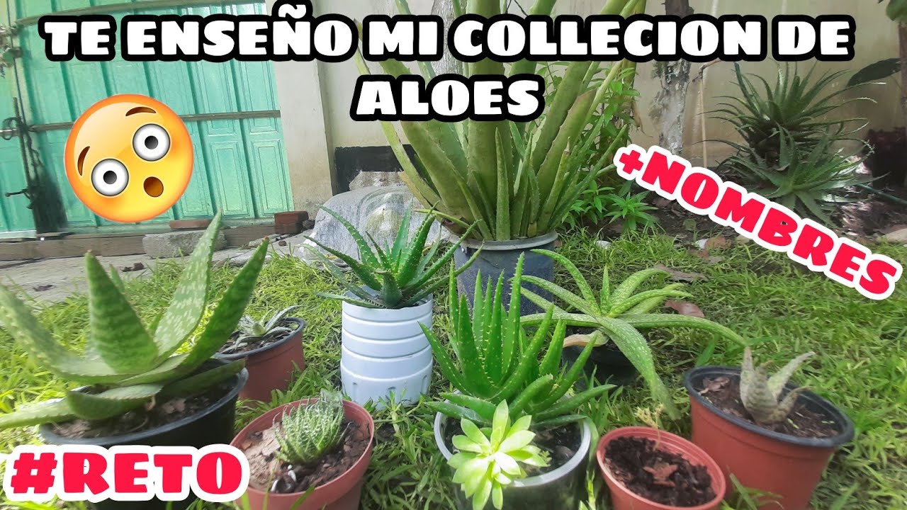 RETO COLLECCION DE ALOES + NOMBRES🪴 -EXPLORANDO SUCULENTAS CON VIKY