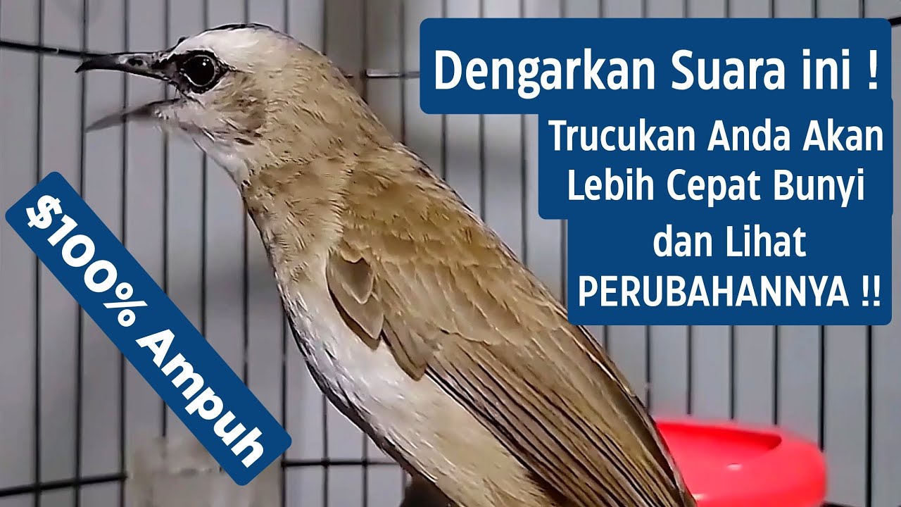 SUARA TRUCUKAN GACOR Ropel Ngalas Buat PANCINGAN TRUCUKAN Agar Bunyi Jadikan Burung Trucuk Gacor