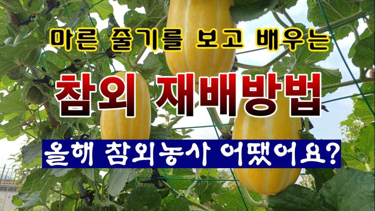[텃밭농부 2,123]  겨울철 마른 줄기를 보고 배우는 참외재배 방법! 올해 참외농사 어땠어요?