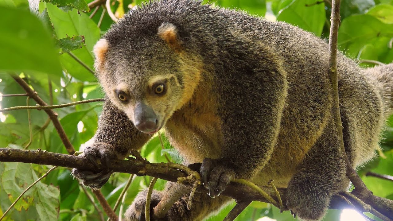 Tangkoko Nationalpark - Sulawesi