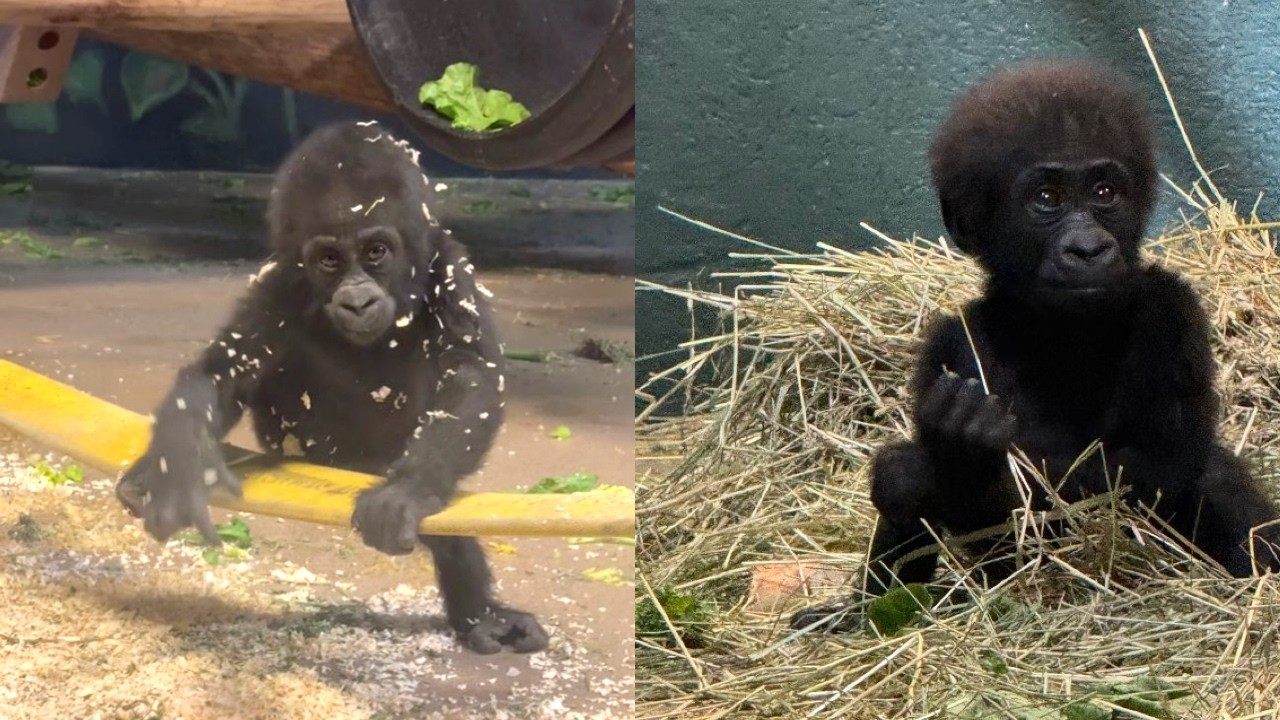 Baby Gorilla Milestones: Addo's Adorable Adventures