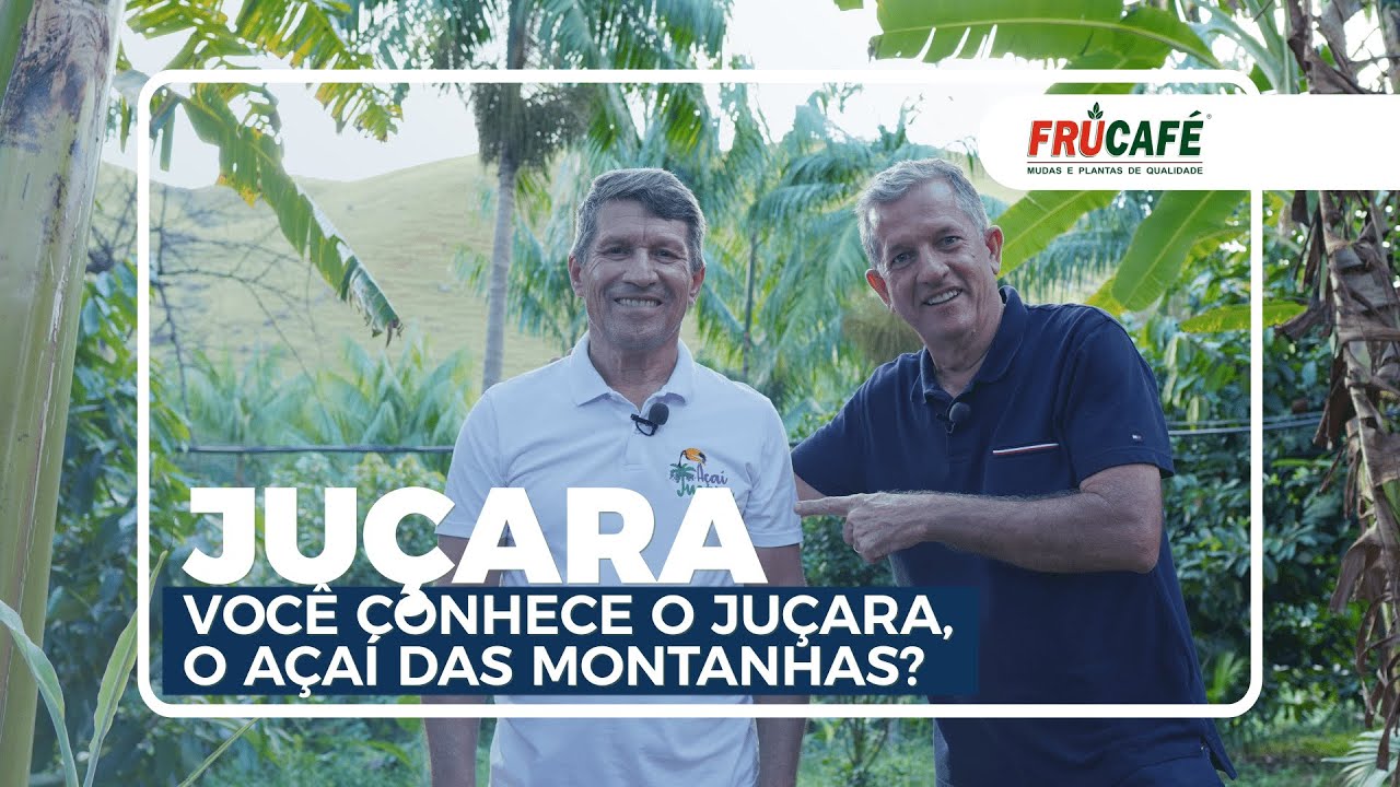 Você conhece o Fruto da Palmeira JUÇARA, o Açai das Montanhas?
