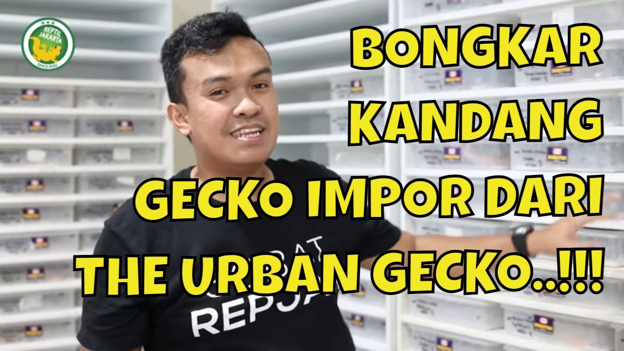 6 EKOR KOLEKSI GECKO IMPOR REPJAK DARI THE URBAN GECKO