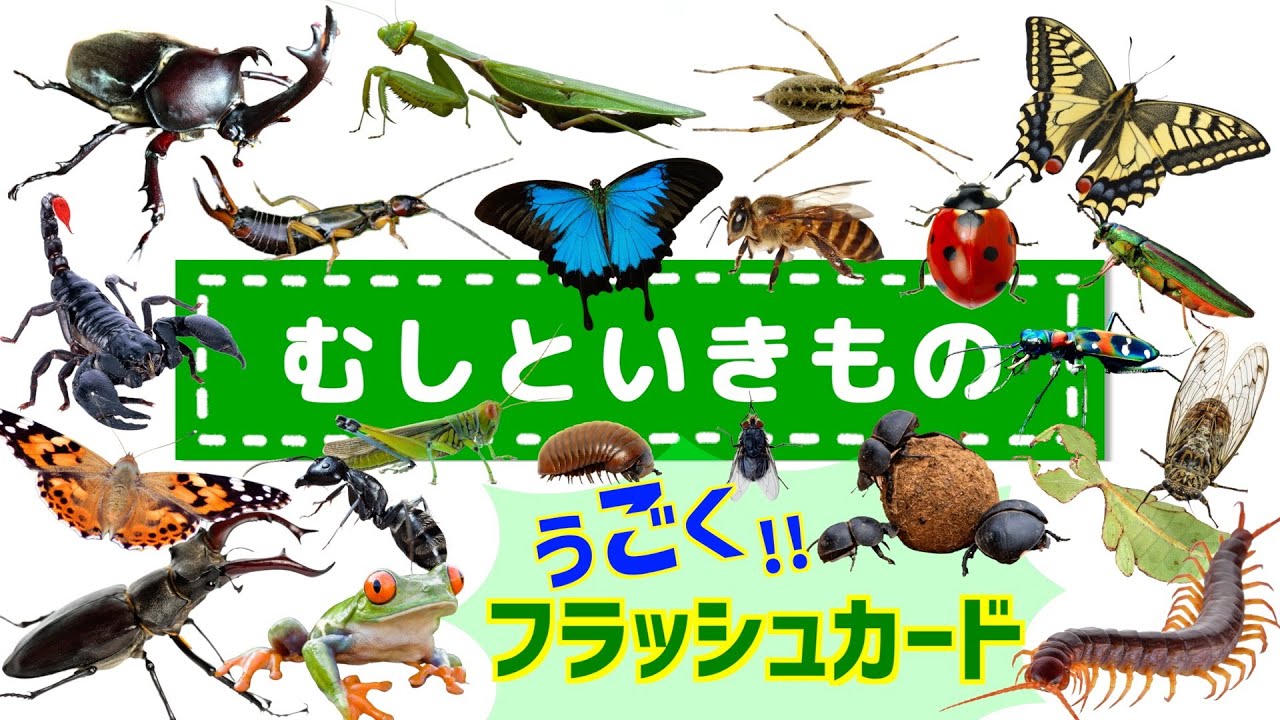 【子供向け 昆虫アニメ】むしといきもの の 動くフラッシュカードで生き物たちの名前を覚えよう◎ 　47種類のいきものが勢ぞろい【いきものずかん】