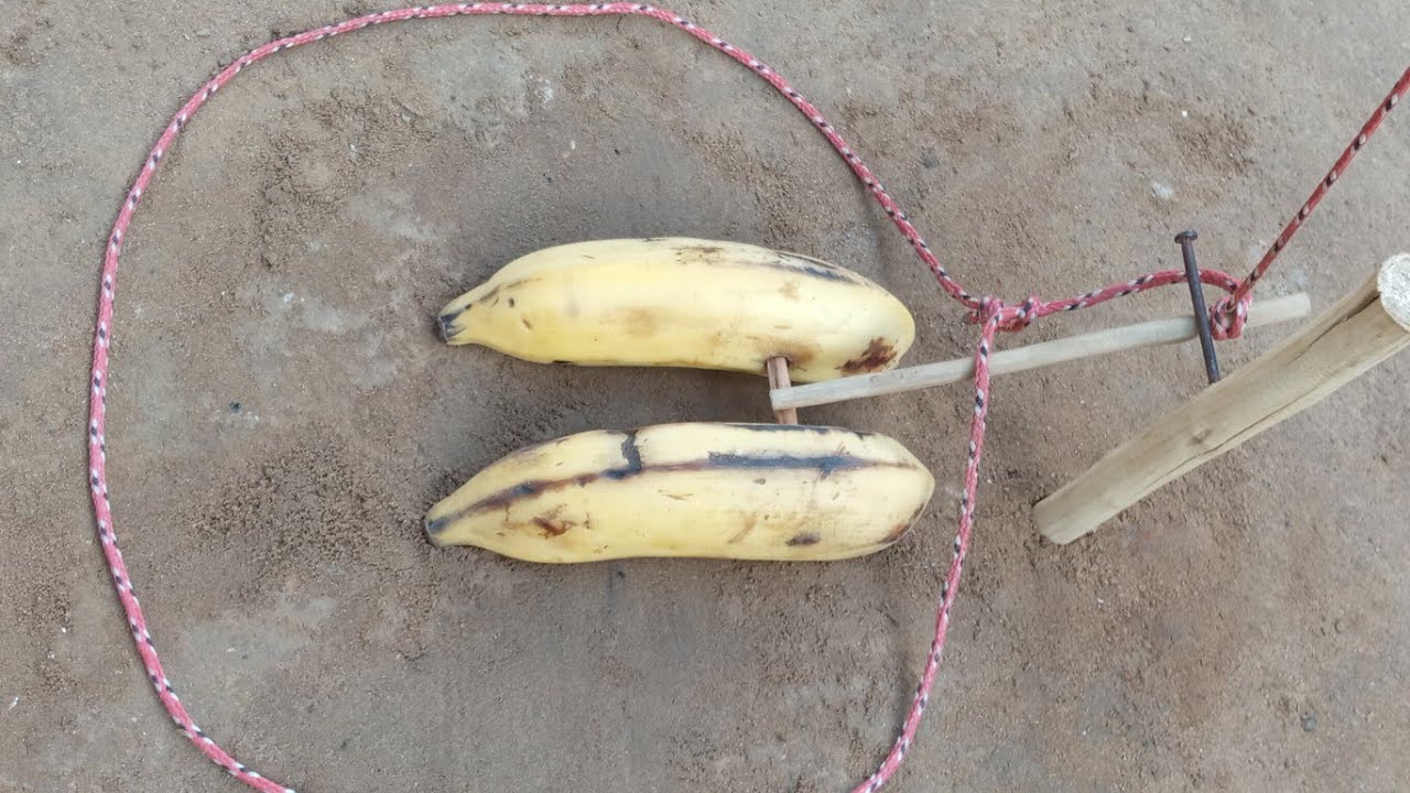 Armadilha de laço com isca de banana para pegar todas espécies animais