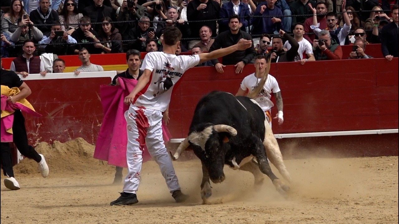 Fallas Valencia 2026 - Concurso de Recortadores con Toros de Galache