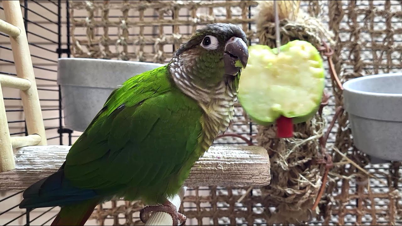 7 hours of conure parakeet singing and calling sounds