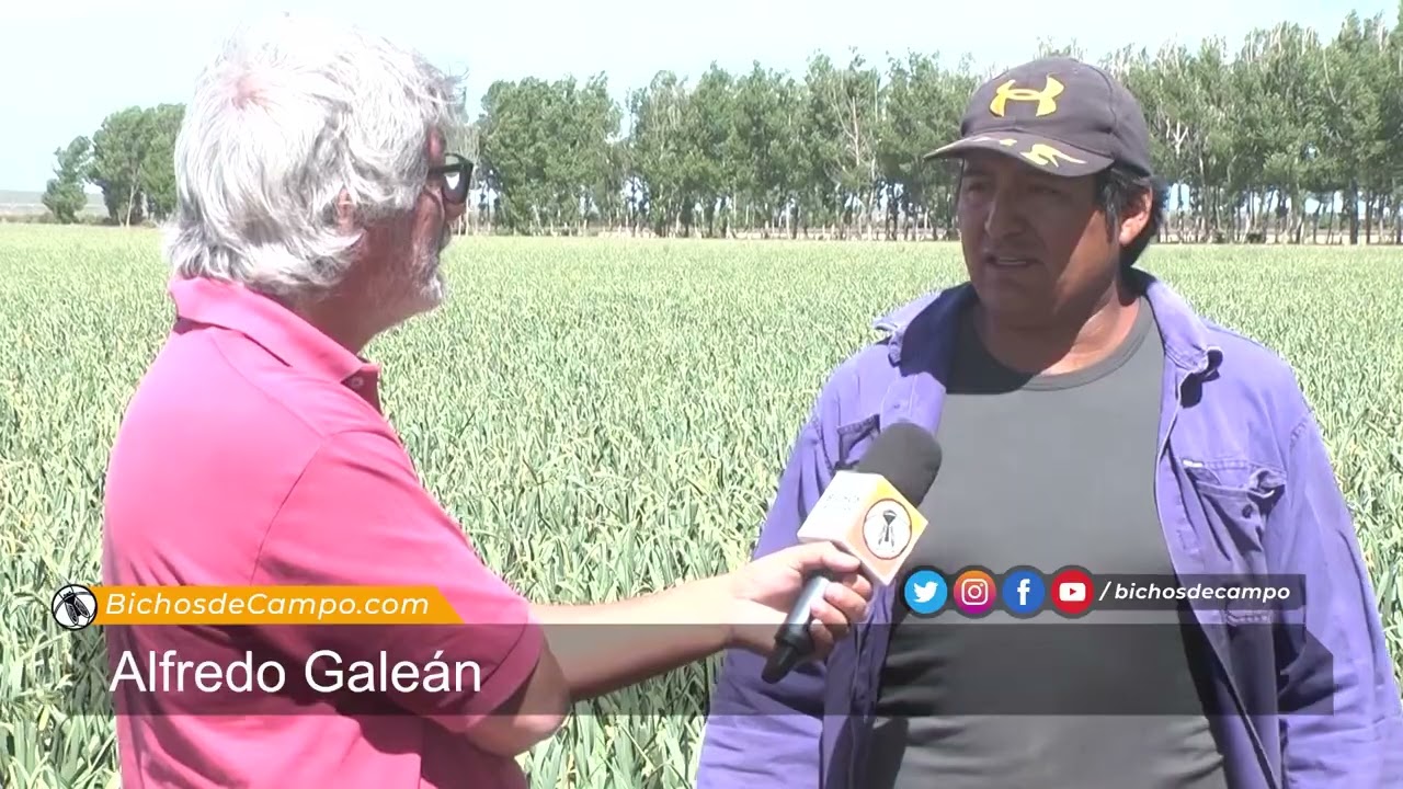 Alfredo Galeán, productor de ajo en Valle Uco, Mendoza.