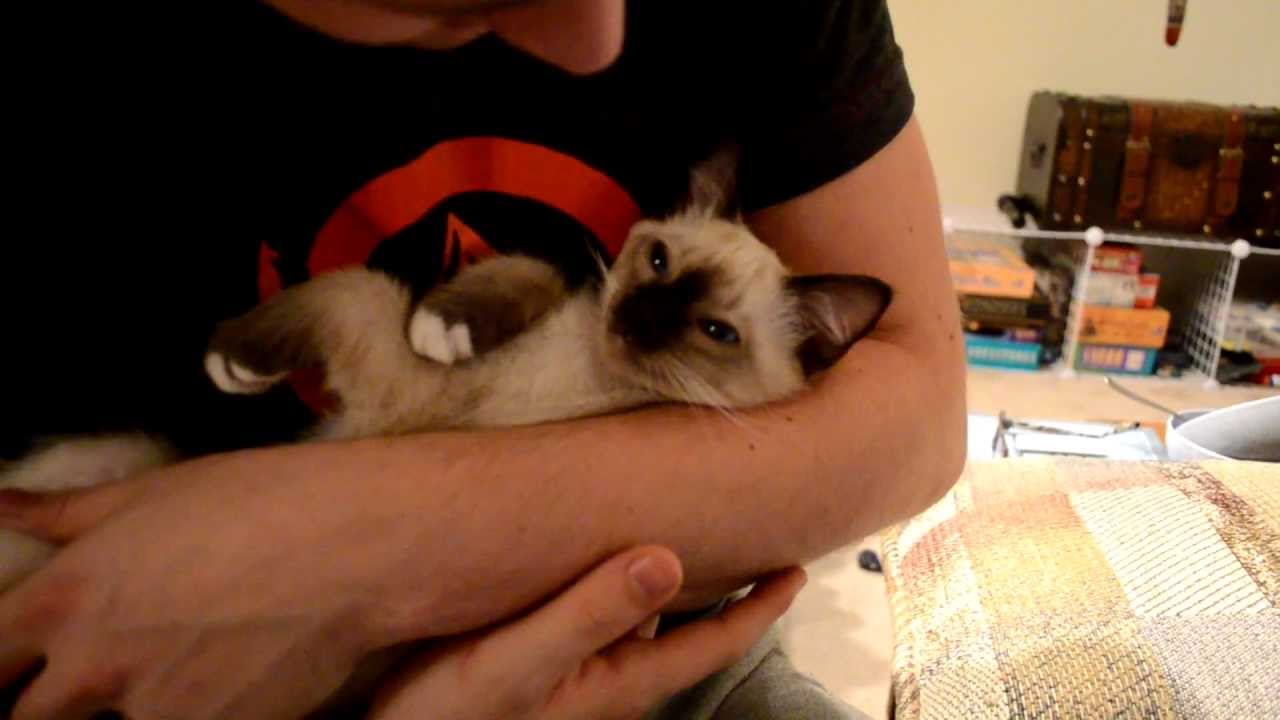 Siamese Kitten Lullaby