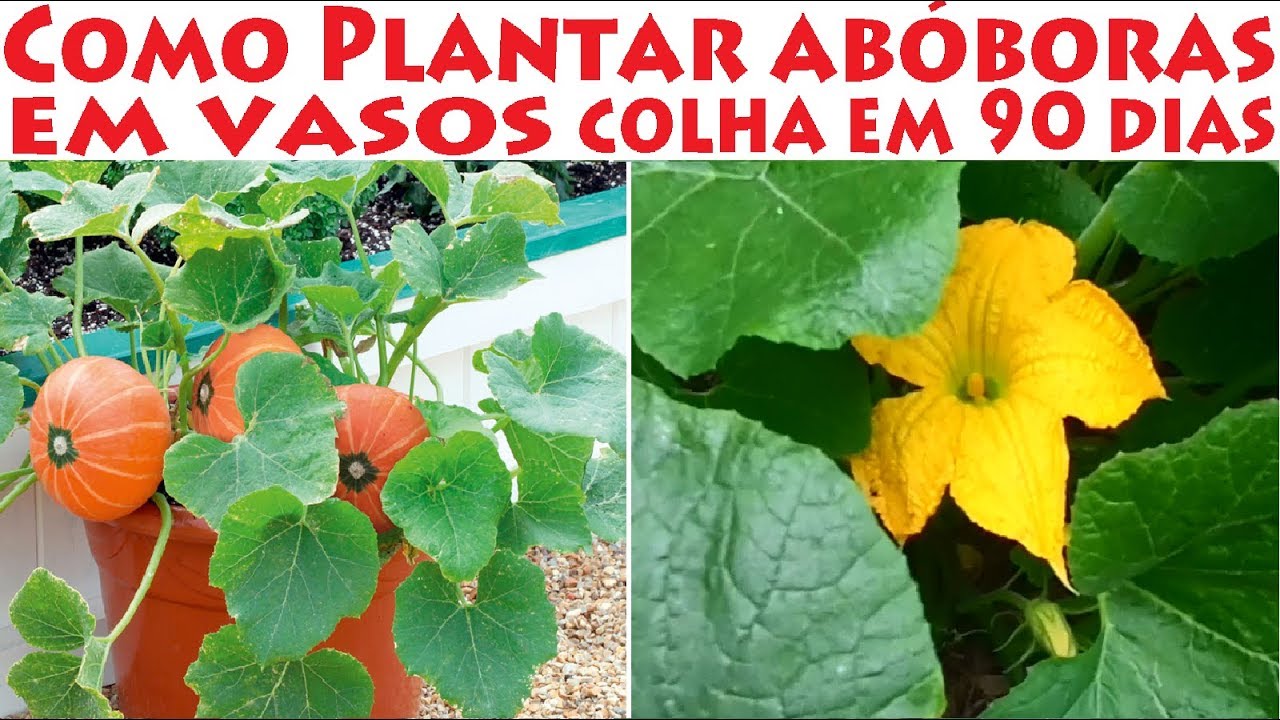 Como Plantar Abóboras em Vasos Colha em 90 dias!
