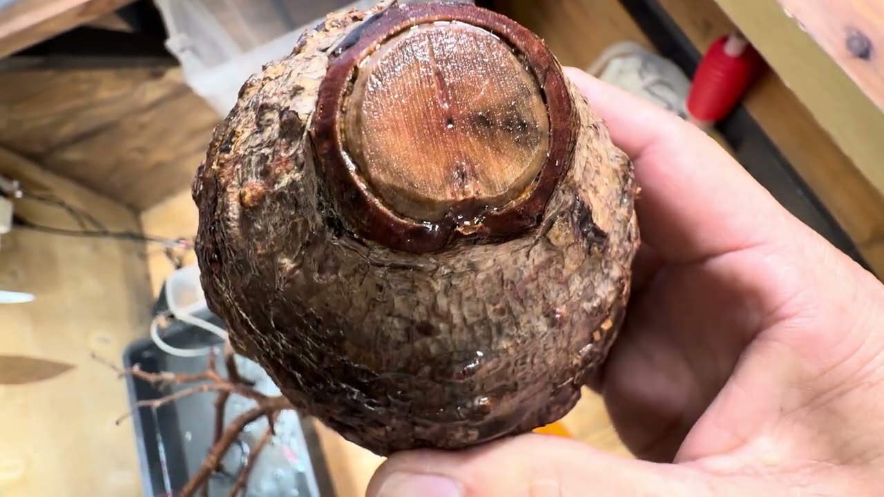 パキプス発根管理1/10朝ルーティーン植物台の応募は今日までですお忘れ無く