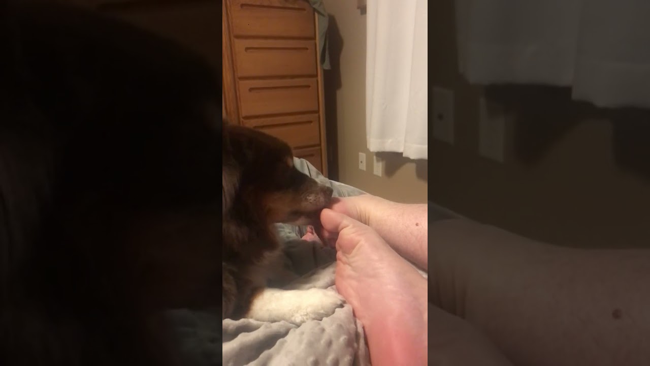 Dog licking boys soles of feet ASMR