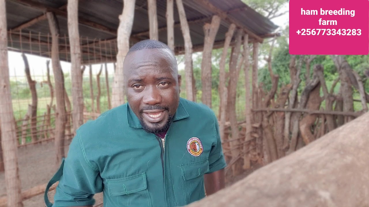The basics u have to know for the success of goat farming by hamiisi semanda +256773343283
