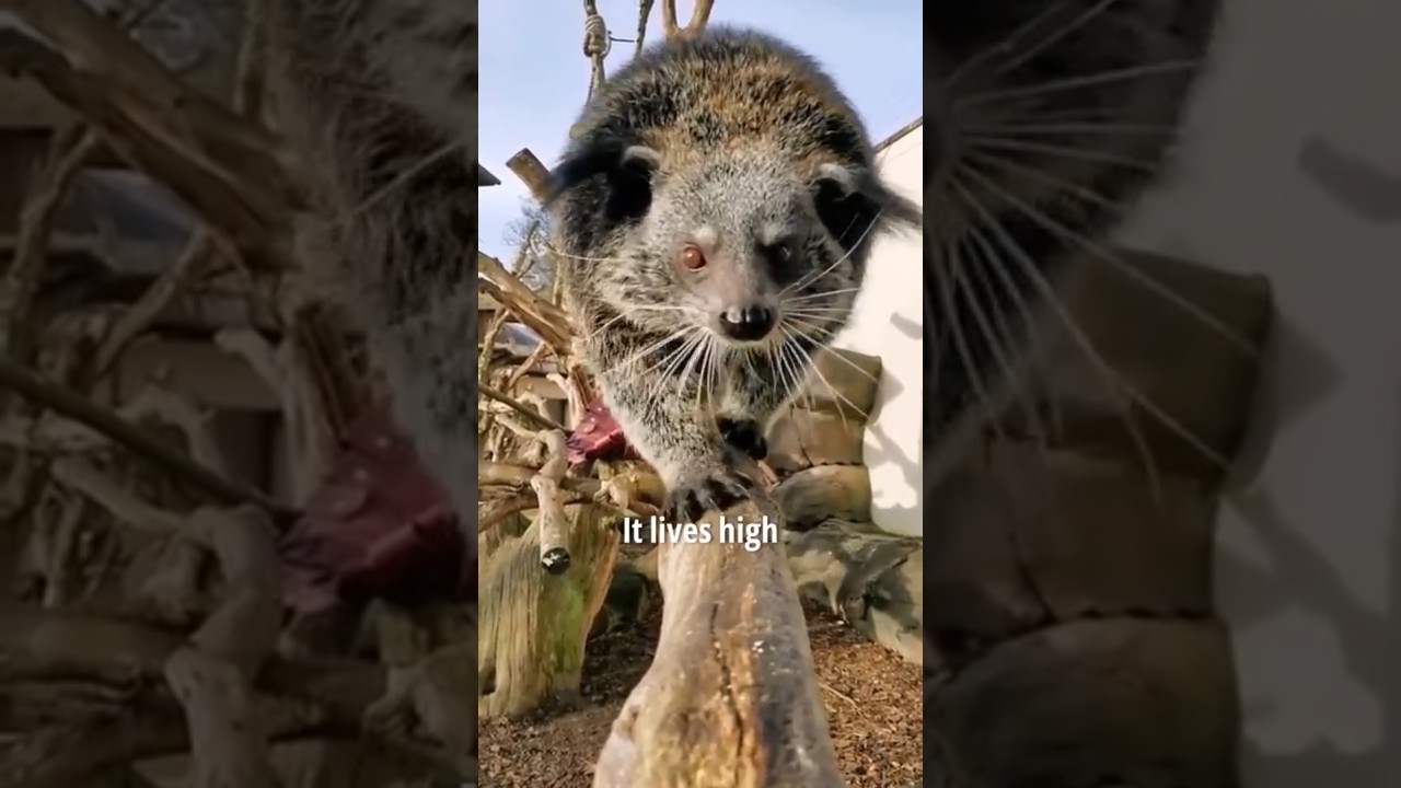 Это животное пахнет попкорном 
