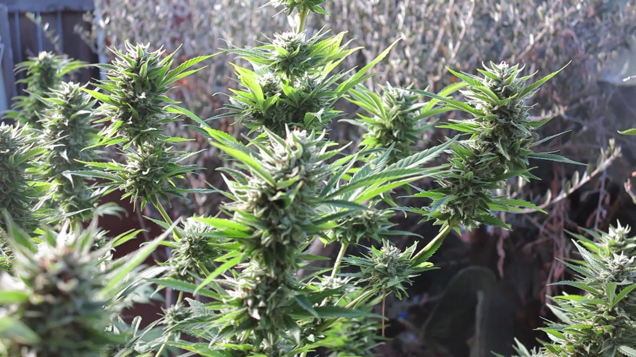 DAMIEN JR GONG MARLEY - ONE MORE  CUP OF COFFEE  AT THE BIGKUSH GARDEN  LAT 33/ LONG 117