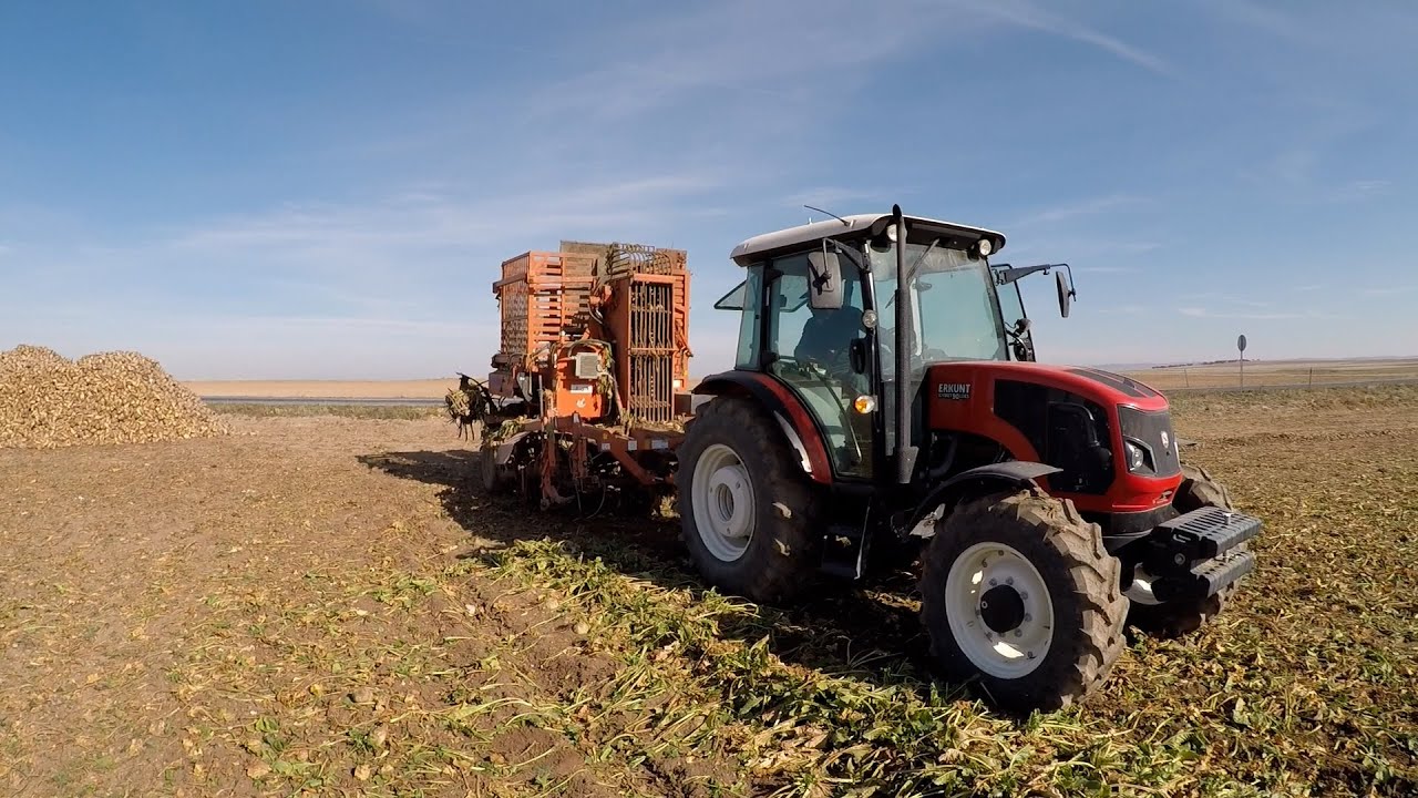 Şeker Pancarı Hasadı. Altınörs Pancar Sökme Makinası. Erkunt 90 Lüks.