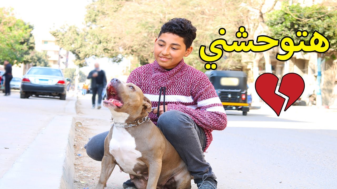 كلب بيتبول قوي ينقذ صديقه بعد بيعه .. فماذا فعل ؟