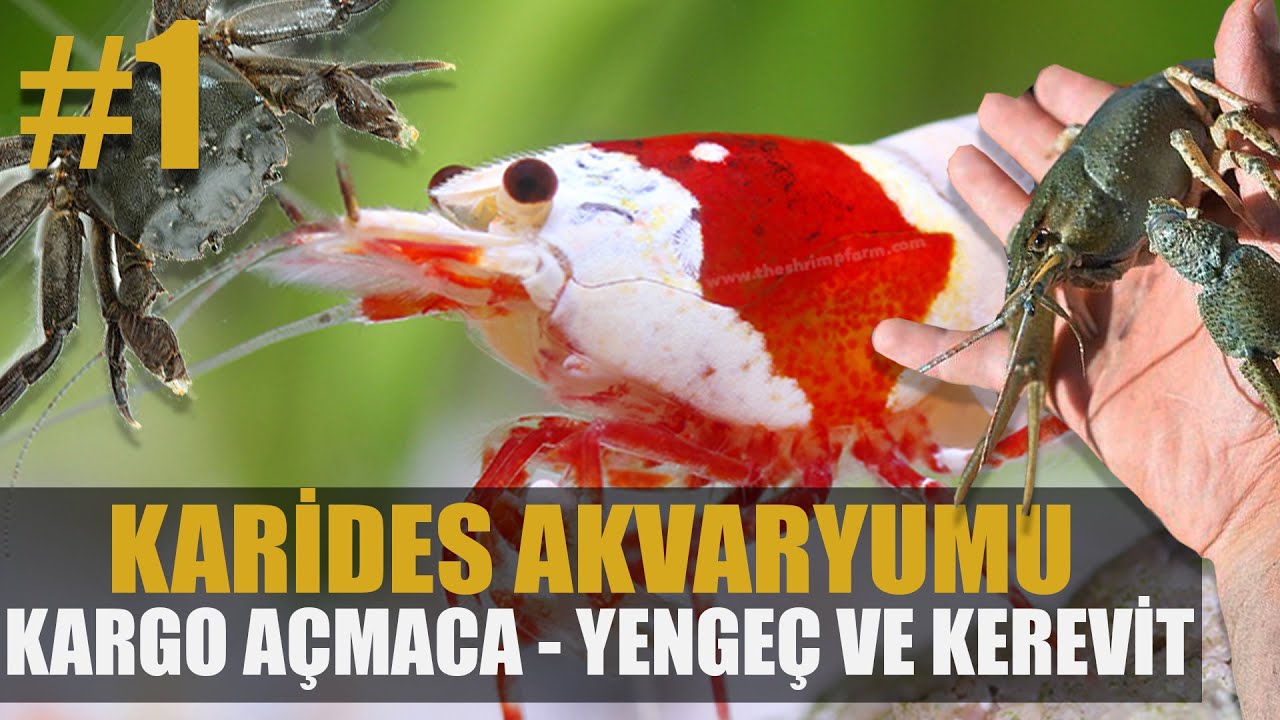 #KÇ16 KARİDES VAR, YENGEÇ VAR, KEREVİT VAR NE BAKIYON?