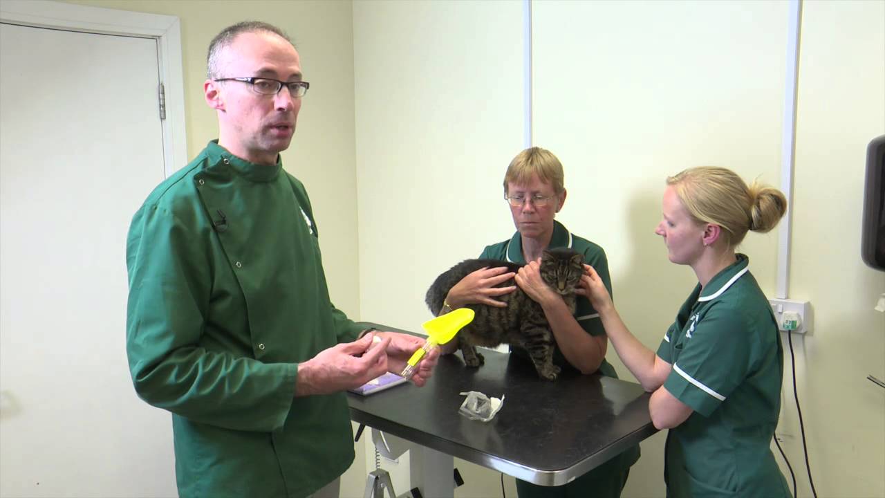Pet Care Tips- How vets take a urine samples