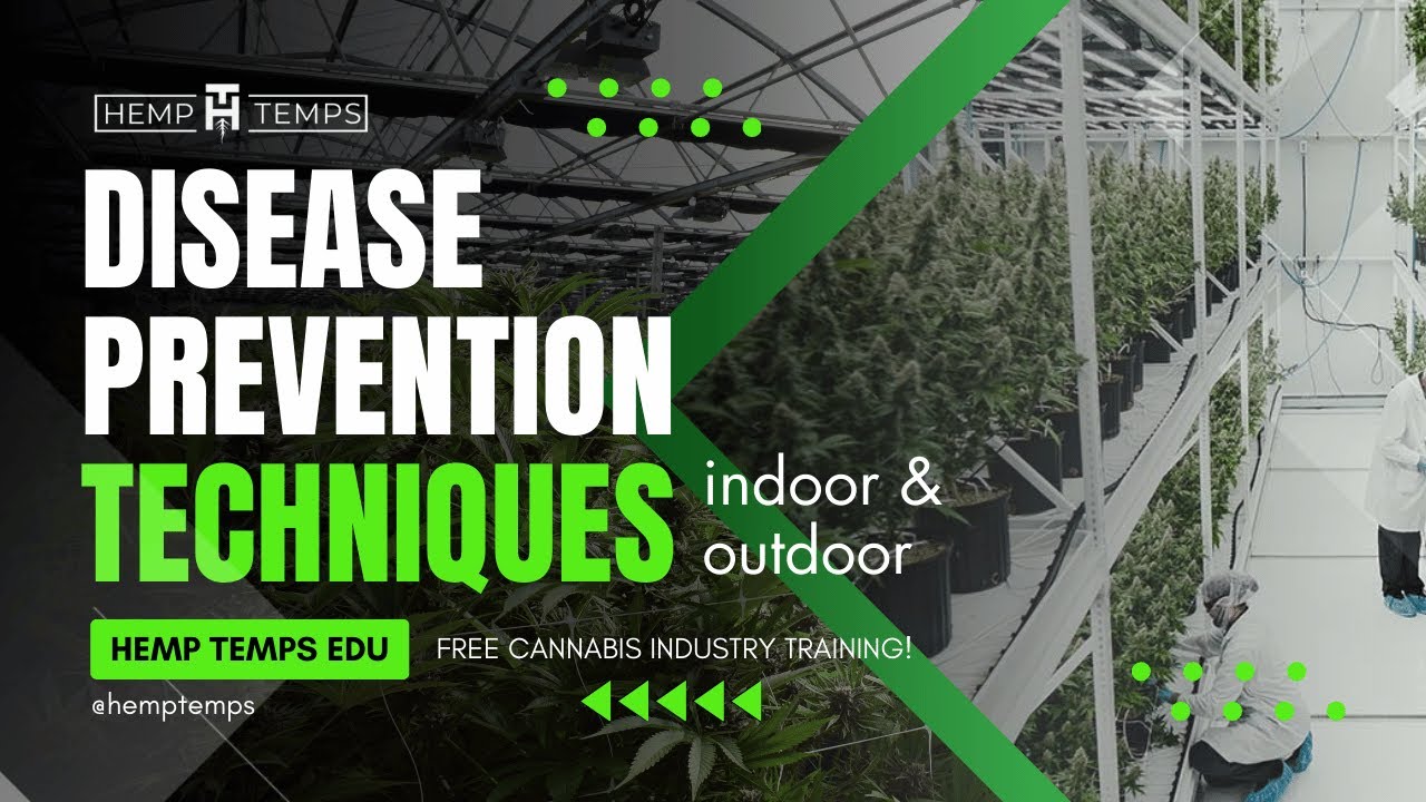 Disease Prevention Techniques Indoor and Outdoor | Hemp Temps University Training
