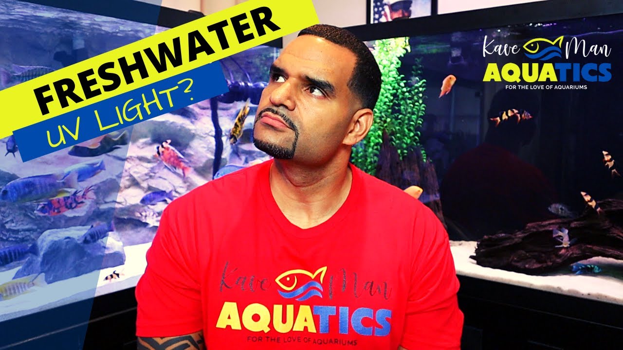 UV Light For Freshwater Aquarium - Necessary? (#KaveManClips)