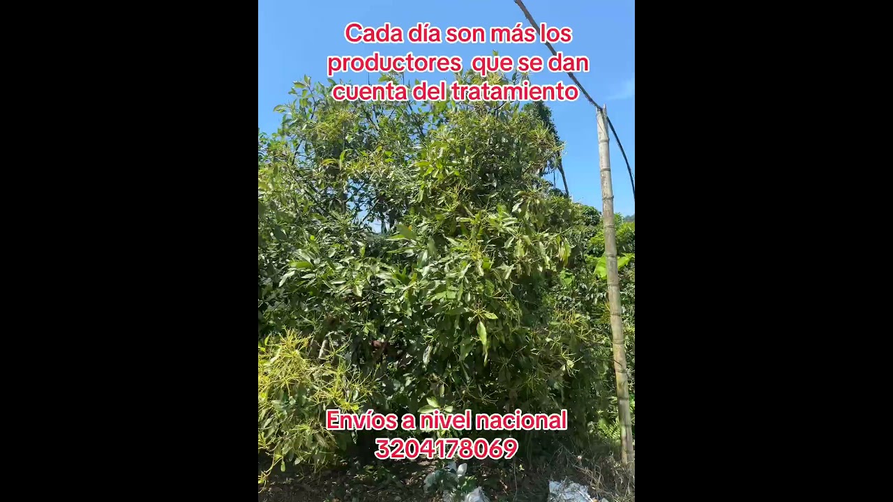 Endoterapia #elcampoesfuturo #aguacaterosdecolombia #tipscultivo #endoterapia #agronomia #aguacate