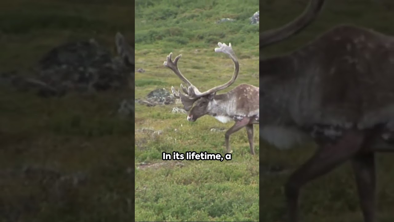 Top 5 Epic Animal Journeys: Record-Breakers of the Wild #animalkingdomwonders #animals #records