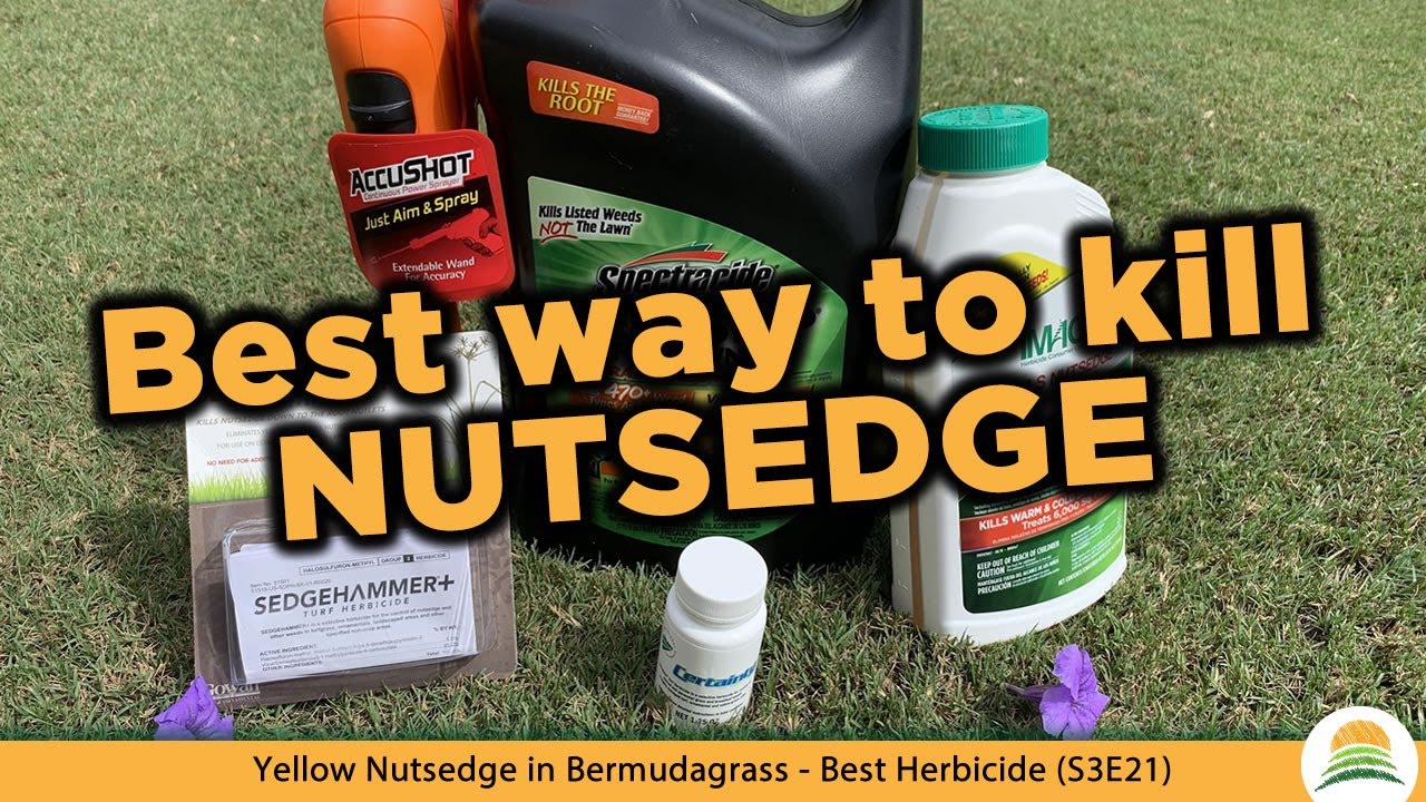 Yellow Nutsedge in Bermudagrass - Best Herbicide ☀️ (S3E21)