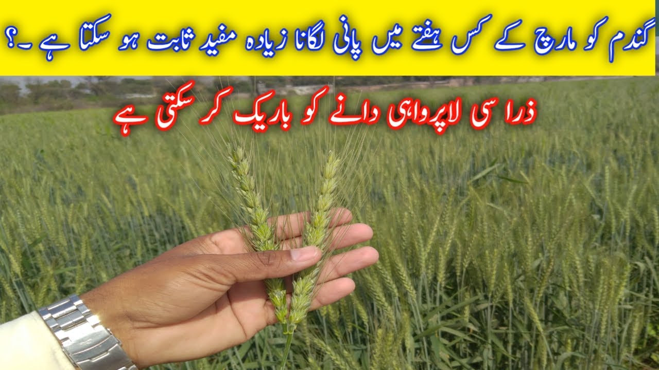 Right time to irrigation of wheat crop in March/gandam ko akhri pani/Wheat Crop