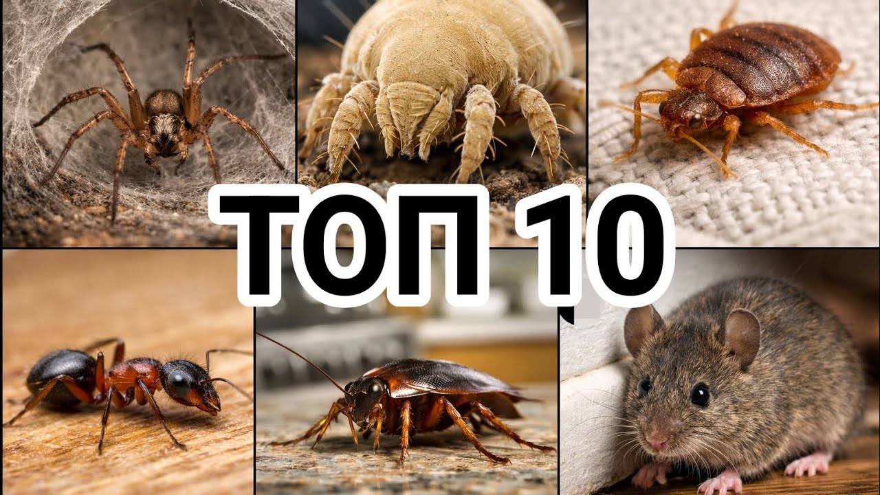 В вашем доме живут 10 существ о которых вы не знаете
