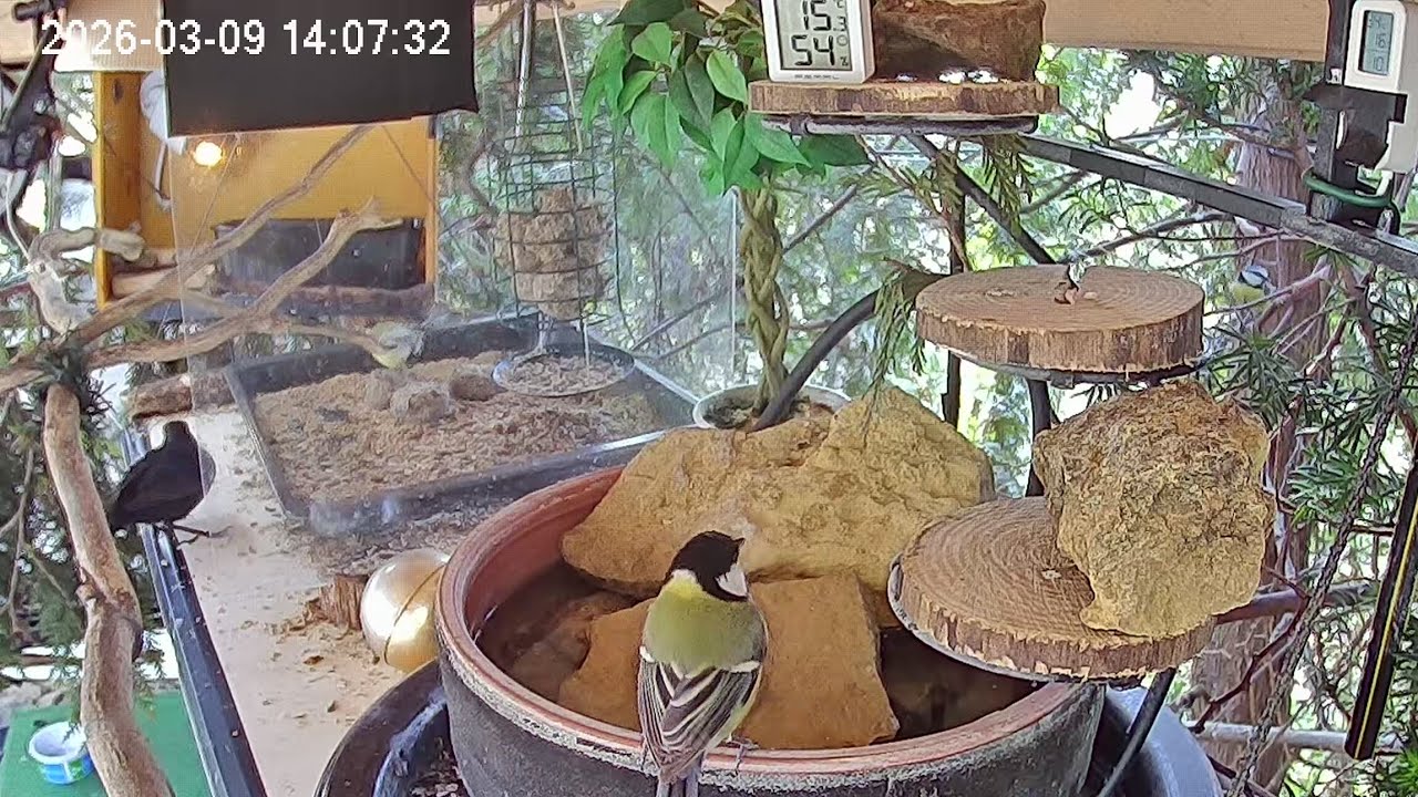 Später mittags am Vogel-Spa (09.03.2026)